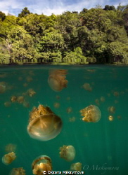 Jellyfish lake, Kakaban Island by Oksana Maksymova 